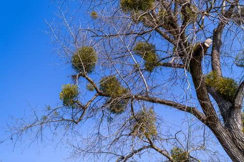 Mistletoe Clumps in Winter Tree Foto stock