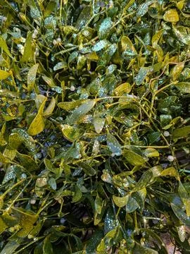 Mistletoe color background Stock Photos