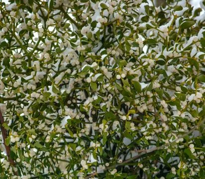 Mistletoe covered with the snow 스톡 사진