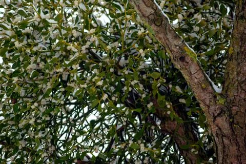 Mistletoe covered with the snow Stock Photos