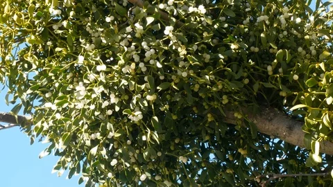 Mistletoe. Evergreen shrub mistletoe on the tree. Mistletoe berries. Stock Footage 96757572