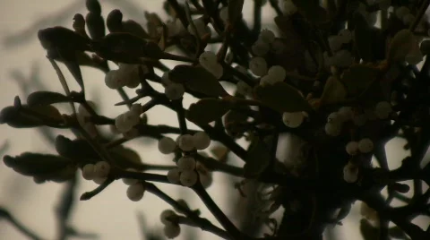 Mistletoe Stock Footage 713934