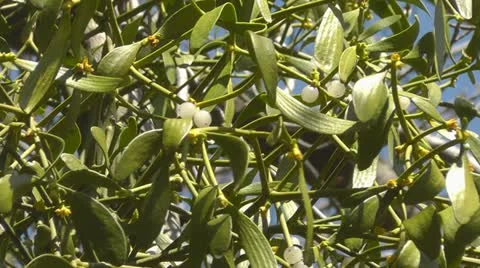 Mistletoe Stock Footage 10909440