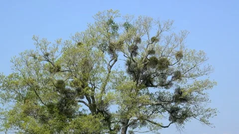 Mistletoe Vidéo 332320312