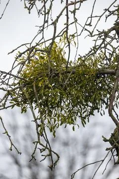 Mistletoe Growing on Bare Tree Branches in Winter Stock Photos