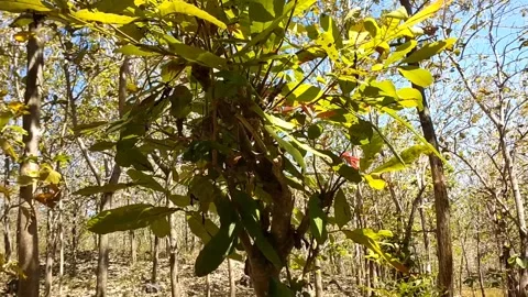 Mistletoe Growing on a Host Tree Stock-Footage 340018923