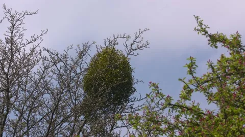Mistletoe growing on a malus tree (apple) Stock Footage 152893960