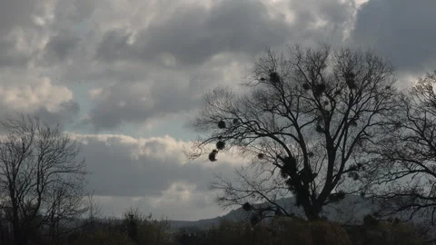 Mistletoe growing in a tree in England UK 4K Stock Footage 292727325