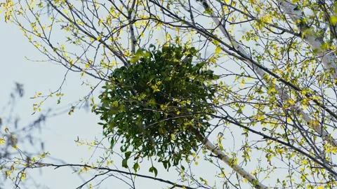 Mistletoe Growing on Tree in Forest on a Sunny Spring Day Stock Footage 316293865