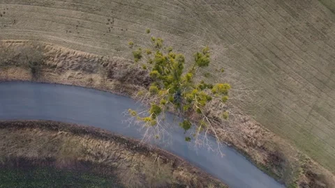 Mistletoe growing on a tree. A parasite iconic for the Christmas holidays Stock Footage 300415340