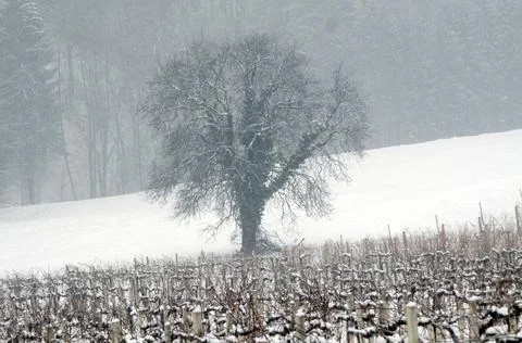 Mistletoe growing on a tree Stock Photos