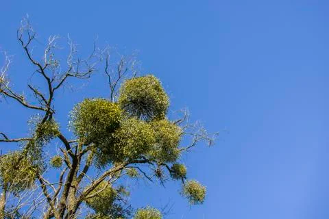 Mistletoe growing on a tree without leaves and clear blue sky Stock Photos