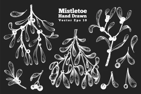 Mistletoe hand drawn branches vector illustrations set. Retro style botanical Stock Illustration