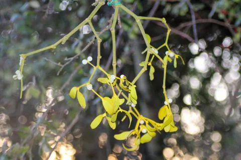 Mistletoe hanging from tree Stock-Fotos