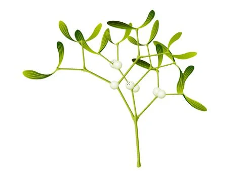 Mistletoe Illustrazione stock
