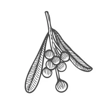 Mistletoe illustration drawing Stock Illustration