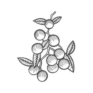 Mistletoe illustration drawing Stock Illustration