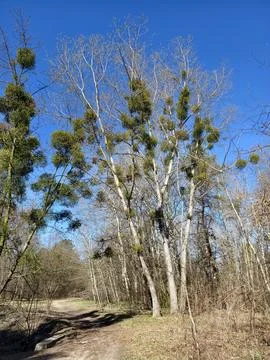 Mistletoe infestation overtakes trees branches creating visible signs of pa.. Stock Photos