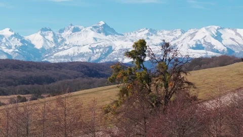 Mistletoe-Infested Tree in Mountain Landscape Stock Footage 304530132