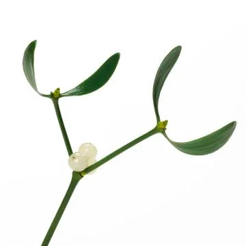 Mistletoe isolated 스톡 사진