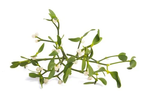 Mistletoe isolated 스톡 사진