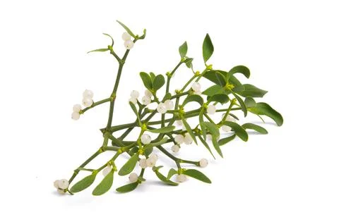 Mistletoe isolated Stock Photos
