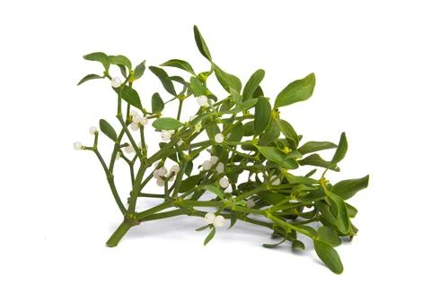 Mistletoe isolated Foto stock