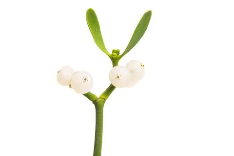 Mistletoe isolated Stock Photos