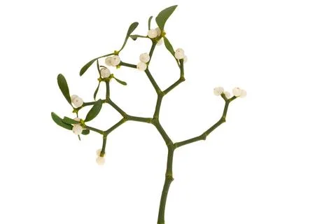 Mistletoe isolated Stock Photos