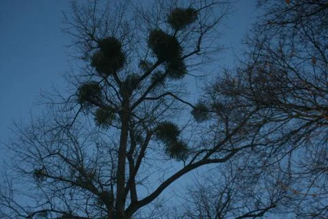 Mistletoe on a large tree in wintertime in the dawn 库存照片