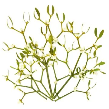 Mistletoe Leaf Sprigs Stock Photos