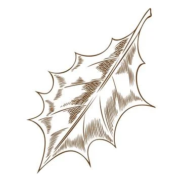 Mistletoe one leaf ink sketch, vector engraved hand drawn Holly berries species Stock Illustration