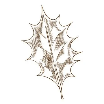 Mistletoe one leaf vector sketch, engraved hand drawn Holly berries species Stock Illustration