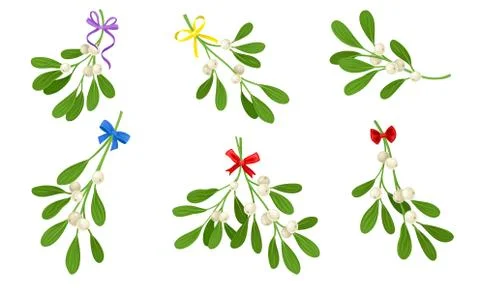 Mistletoe or Viscum Branches with Oblong Leaves and Berries Tied in Ribbons Ilustración de archivo