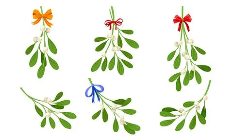 Mistletoe or Viscum Branches with Oblong Leaves and Berries Tied in Ribbons Ilustración de archivo