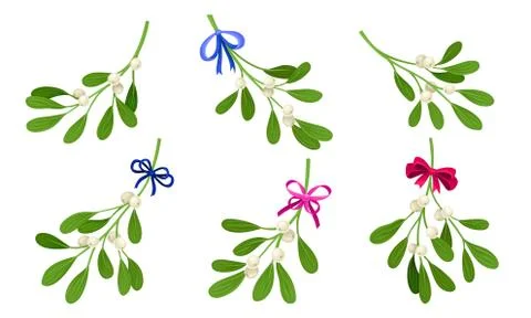 Mistletoe or Viscum Branches with Oblong Leaves and Berries Tied in Ribbons Ilustración de archivo