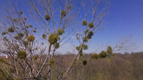 Mistletoe parasit on tree branch Stock-Footage 197357030