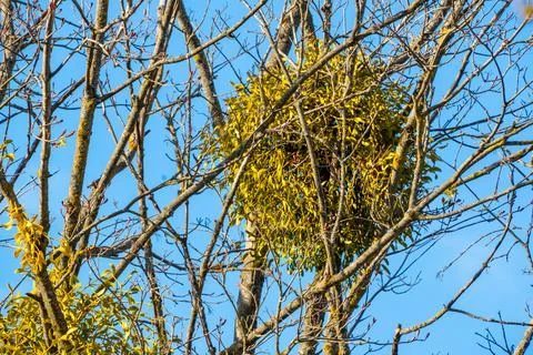 Mistletoe parasite growing on deciduous tree branches Photos
