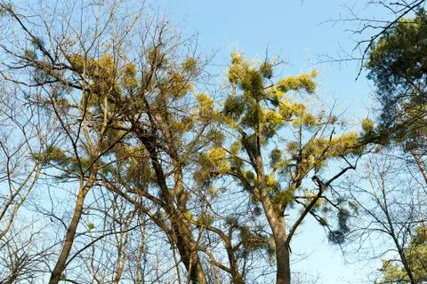 Mistletoe parasite Foto stock
