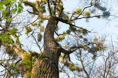 Mistletoe parasite Photos