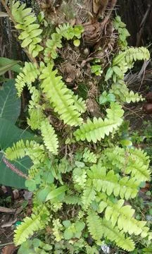 Mistletoe parasite Foto stock