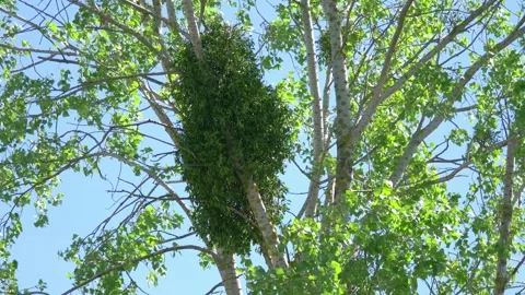 Mistletoe Parasite on a Tree: The Intriguing Life of a Hemiparasitic Plant .. Video stock 265159014
