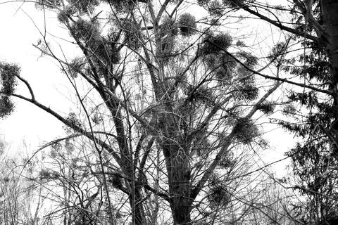 Mistletoe parasitizing a tree in early spring in a suburban clearing Stock Photos