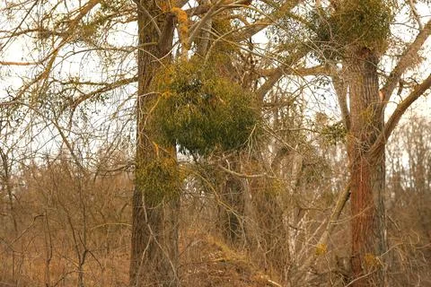 Mistletoe parasitizing a tree in early spring in a suburban clearing Stock Photos