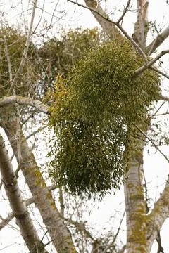 Mistletoe parasitizing a tree in early spring in a suburban clearing Stock Photos
