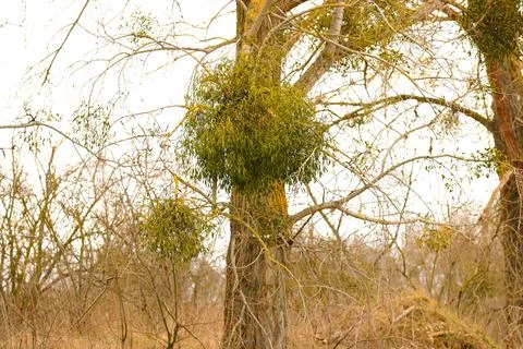 Mistletoe parasitizing a tree in early spring in a suburban clearing Stock Photos