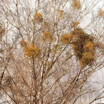 Mistletoe parasitizing a tree in early spring in a suburban clearing Stock Photos