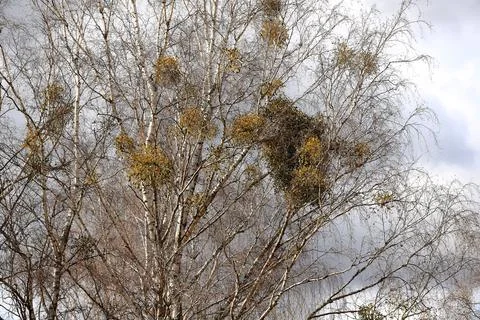 Mistletoe parasitizing a tree in early spring in a suburban clearing Foto stock