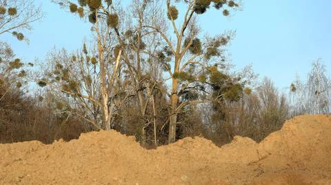 Mistletoe parasitizing a tree in early spring in a suburban clearing Stock Photos