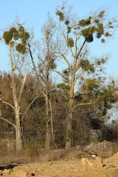 Mistletoe parasitizing a tree in early spring in a suburban clearing Stock Photos